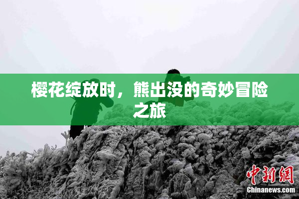 樱花绽放时，熊出没的奇妙冒险之旅