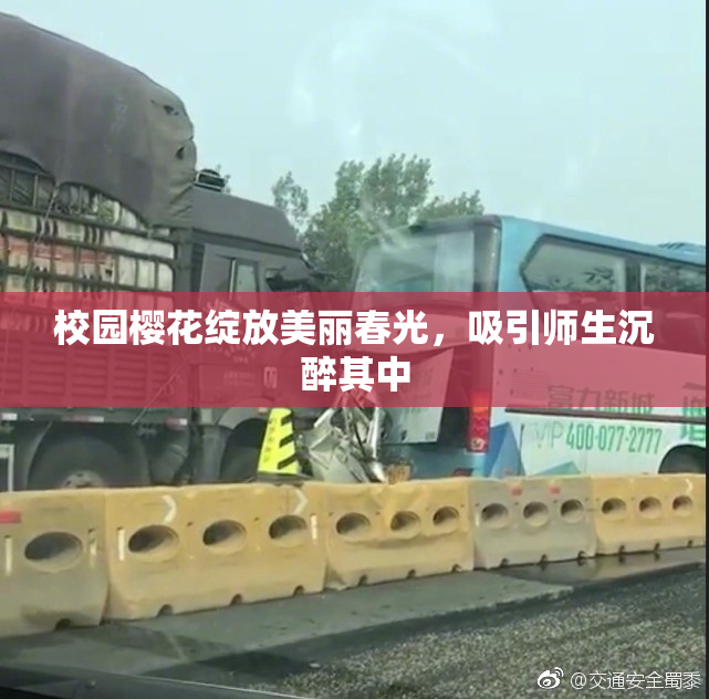 校园樱花绽放美丽春光，吸引师生沉醉其中