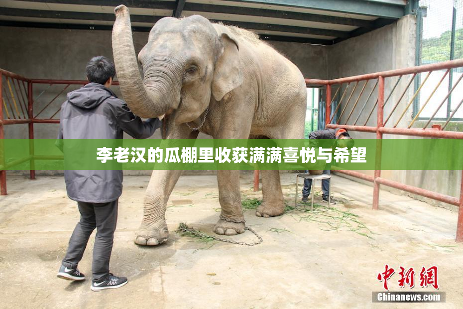 李老汉的瓜棚里收获满满喜悦与希望