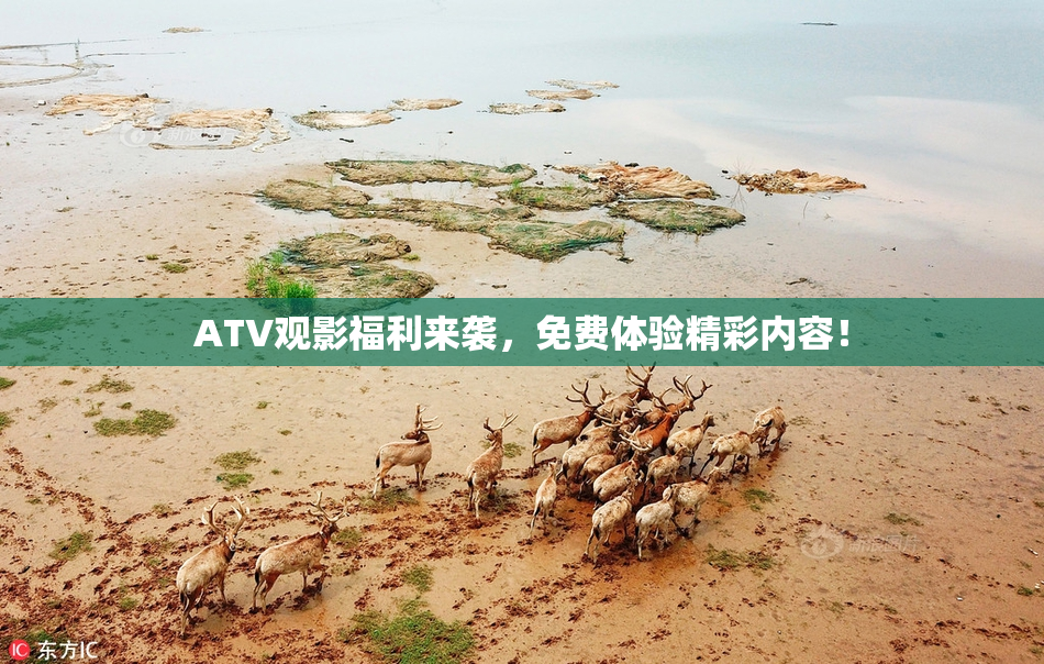 ATV观影福利来袭，免费体验精彩内容！