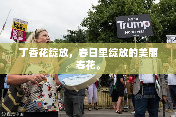丁香花绽放，春日里绽放的美丽春花。