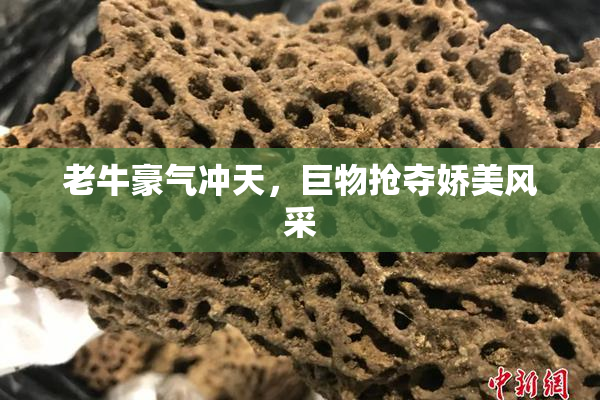 老牛豪气冲天，巨物抢夺娇美风采