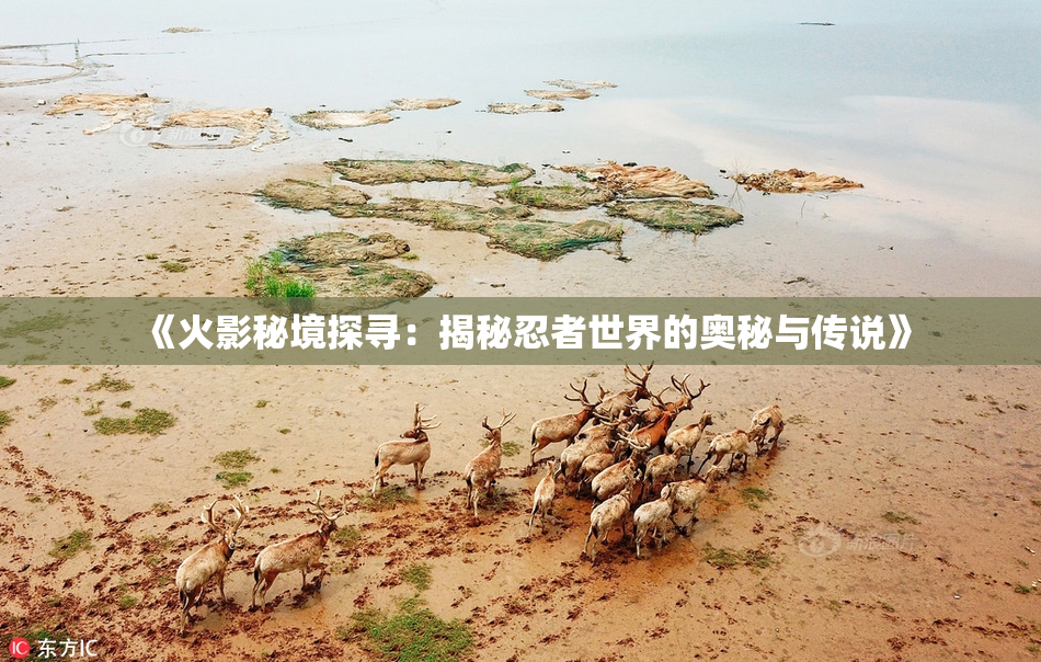 《火影秘境探寻：揭秘忍者世界的奥秘与传说》