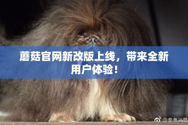 蘑菇官网新改版上线，带来全新用户体验！