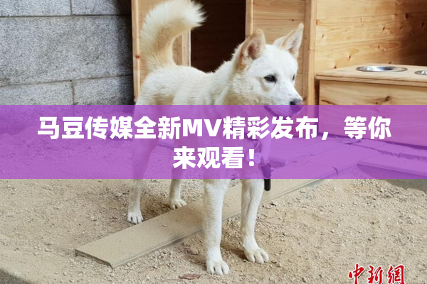 马豆传媒全新MV精彩发布，等你来观看！