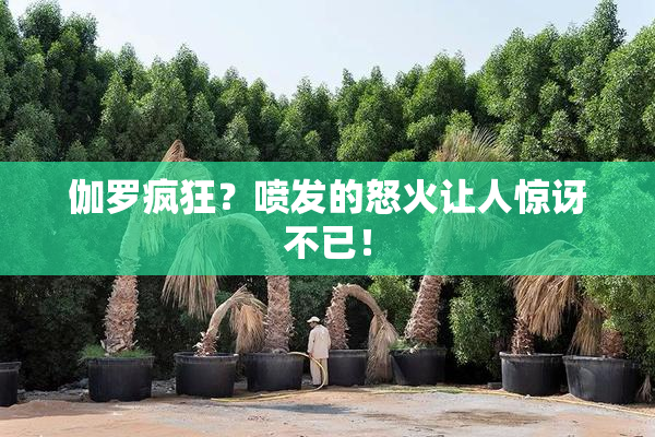 伽罗疯狂？喷发的怒火让人惊讶不已！