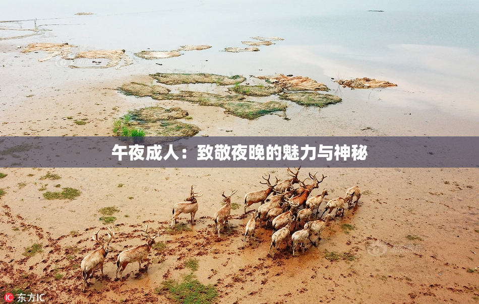 午夜成人：致敬夜晚的魅力与神秘