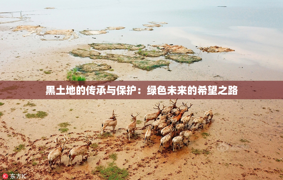 黑土地的传承与保护：绿色未来的希望之路