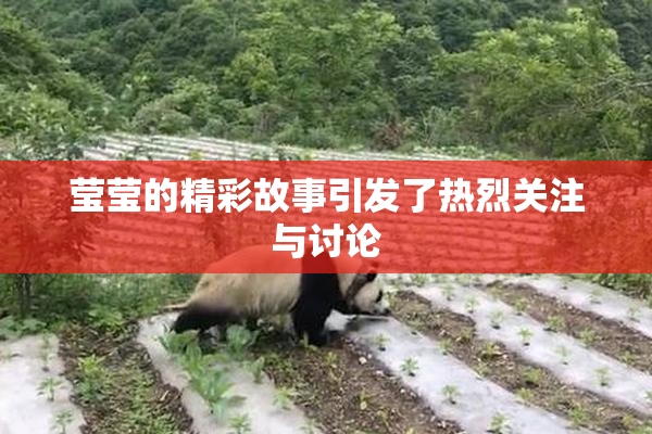 莹莹的精彩故事引发了热烈关注与讨论
