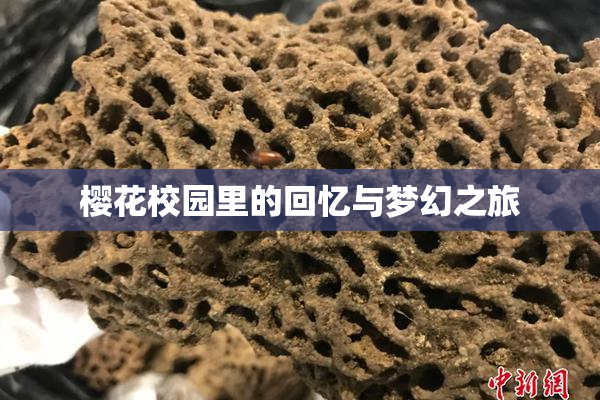 樱花校园里的回忆与梦幻之旅