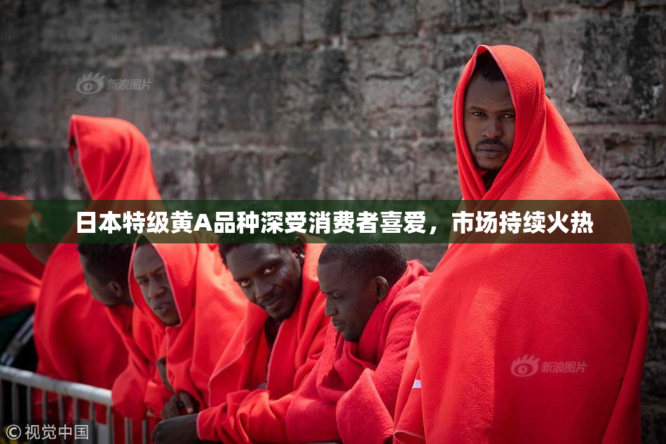 日本特级黄A品种深受消费者喜爱，市场持续火热