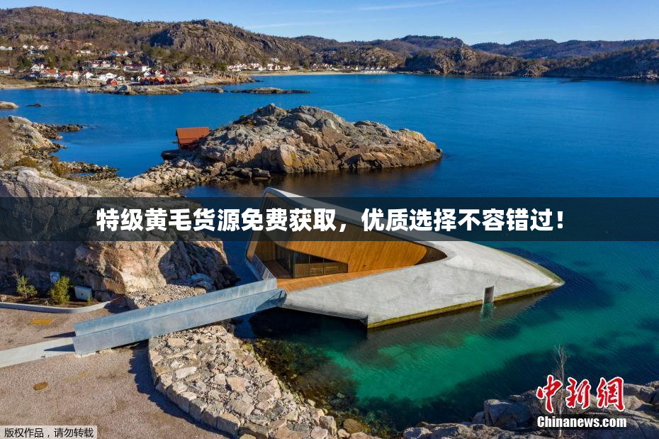 特级黄毛货源免费获取，优质选择不容错过！