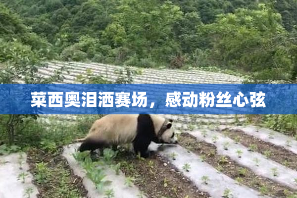 菜西奥泪洒赛场，感动粉丝心弦