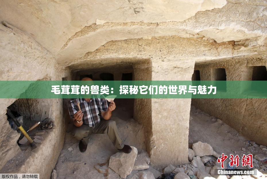 毛茸茸的兽类：探秘它们的世界与魅力