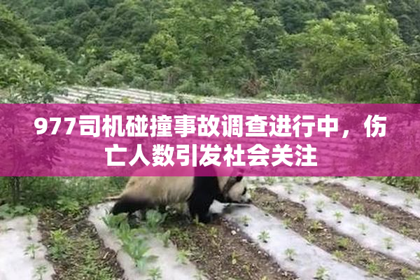 977司机碰撞事故调查进行中，伤亡人数引发社会关注