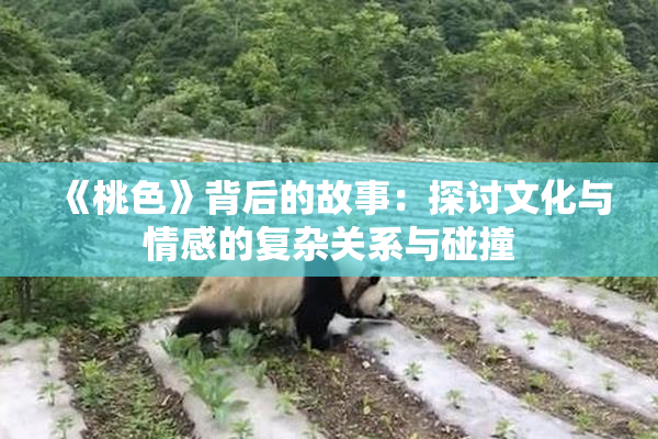 《桃色》背后的故事：探讨文化与情感的复杂关系与碰撞