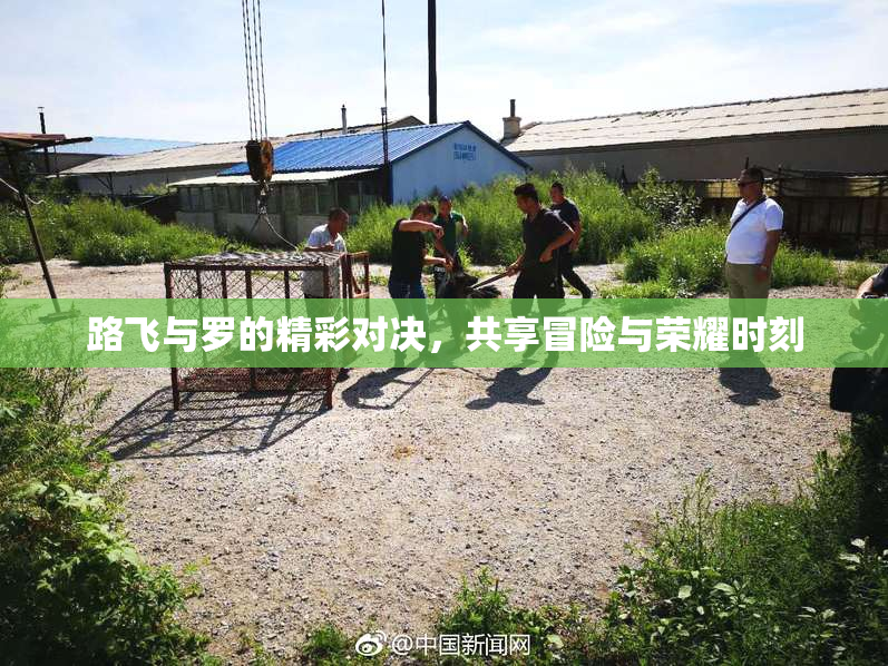路飞与罗的精彩对决，共享冒险与荣耀时刻