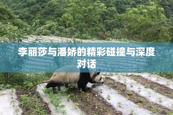 李丽莎与潘娇的精彩碰撞与深度对话