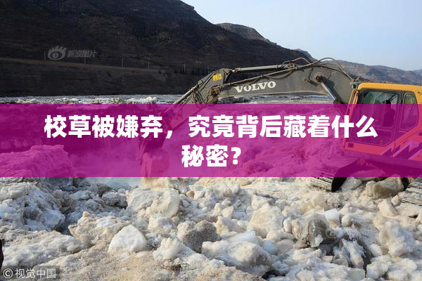 校草被嫌弃，究竟背后藏着什么秘密？