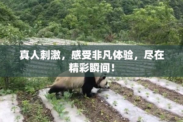 真人刺激，感受非凡体验，尽在精彩瞬间！