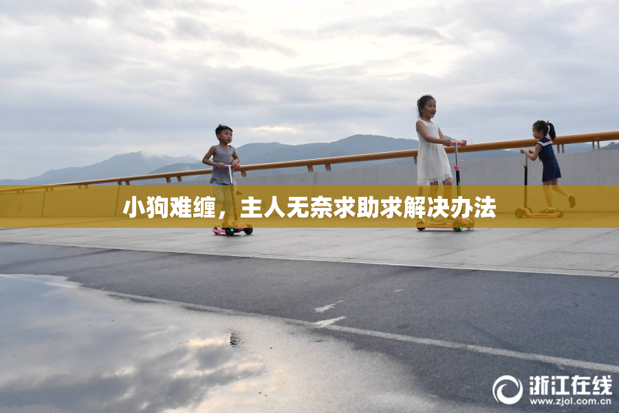 小狗难缠，主人无奈求助求解决办法