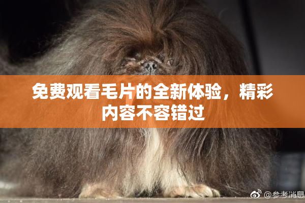 免费观看毛片的全新体验，精彩内容不容错过