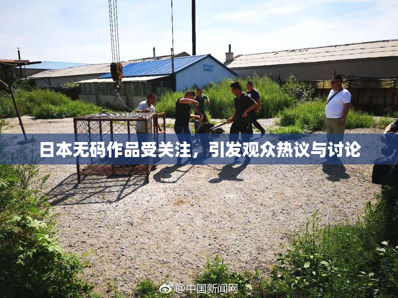 日本无码作品受关注，引发观众热议与讨论