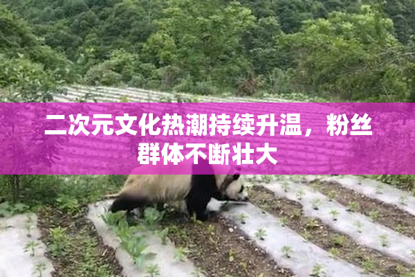 二次元文化热潮持续升温，粉丝群体不断壮大