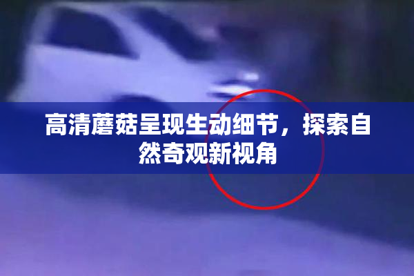 高清蘑菇呈现生动细节，探索自然奇观新视角