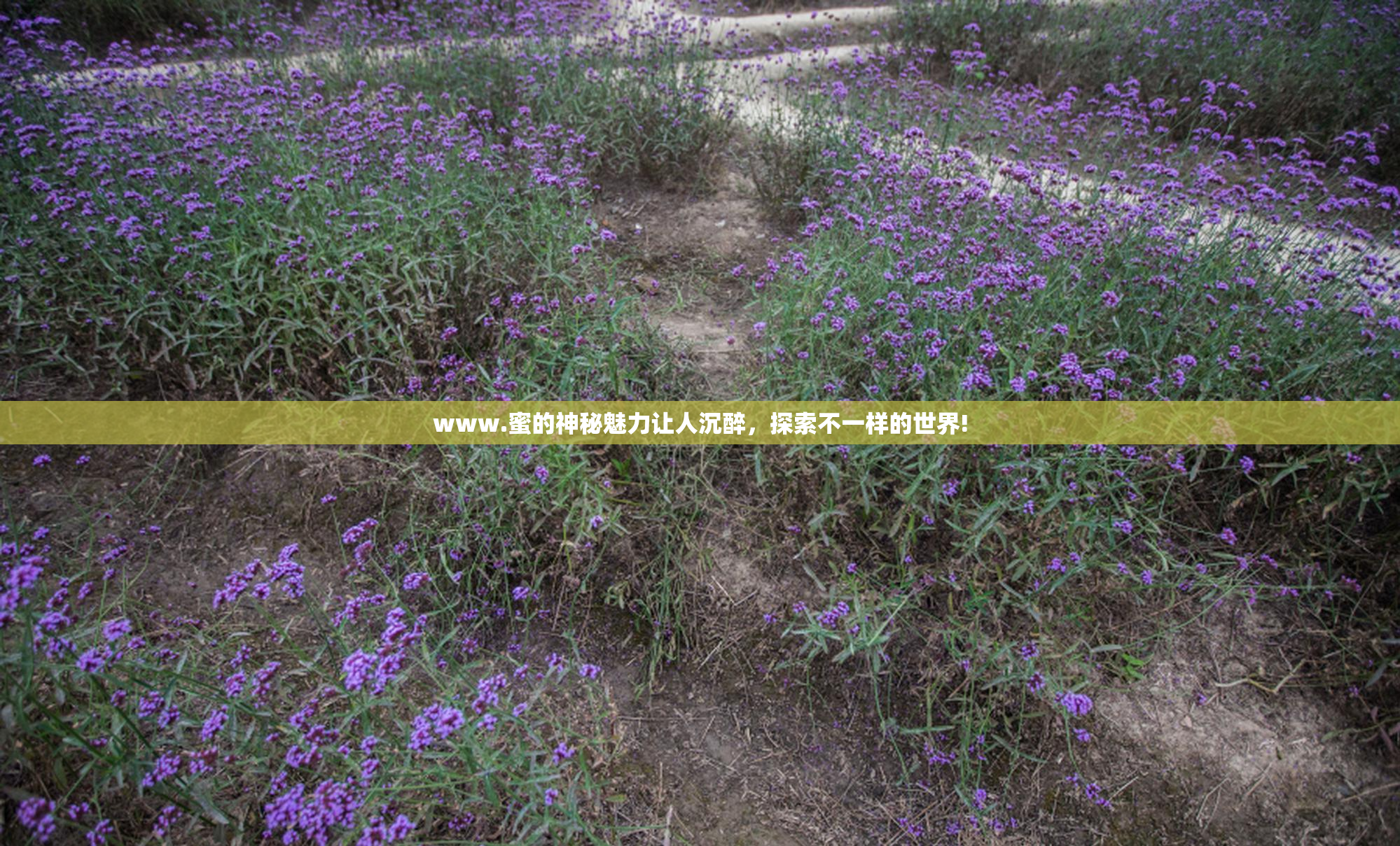 www.蜜的神秘魅力让人沉醉，探索不一样的世界!