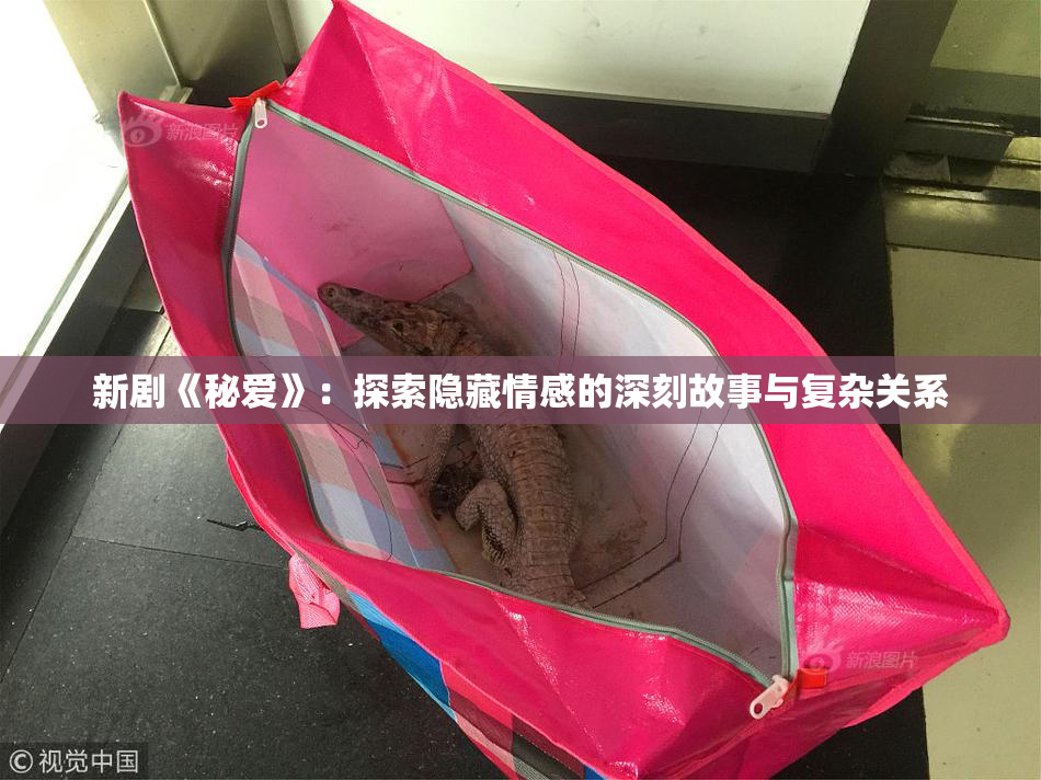 新剧《秘爱》：探索隐藏情感的深刻故事与复杂关系