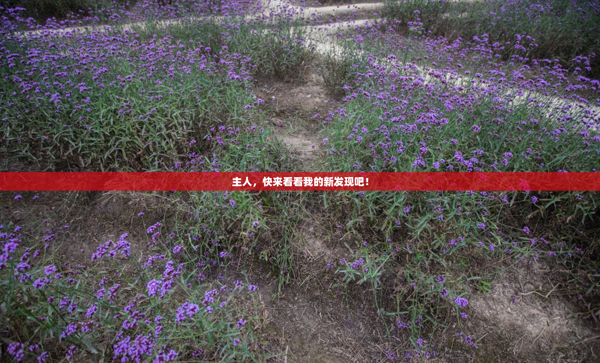主人，快来看看我的新发现吧！