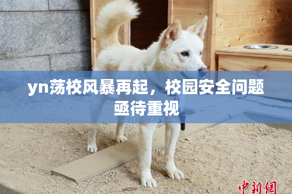 yn荡校风暴再起，校园安全问题亟待重视