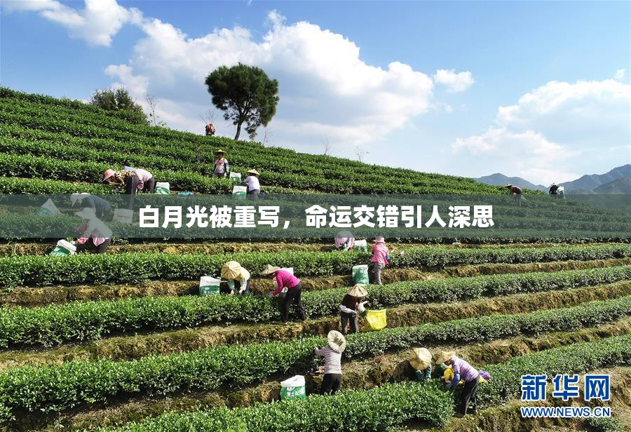 白月光被重写，命运交错引人深思