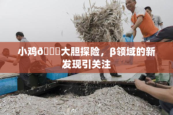 小鸡🐔大胆探险，β领域的新发现引关注