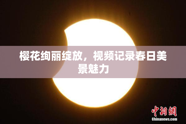 樱花绚丽绽放，视频记录春日美景魅力