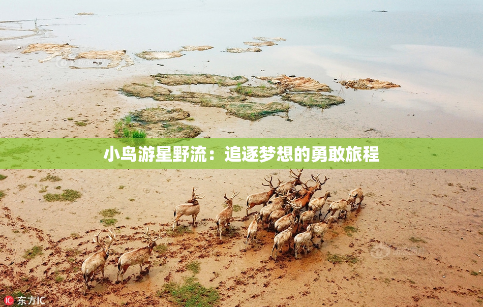 小鸟游星野流：追逐梦想的勇敢旅程