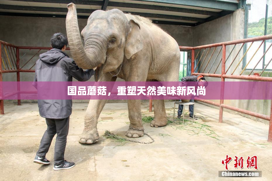 国品蘑菇，重塑天然美味新风尚