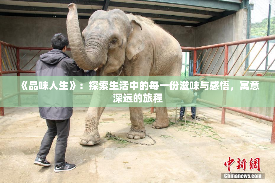 《品味人生》：探索生活中的每一份滋味与感悟，寓意深远的旅程