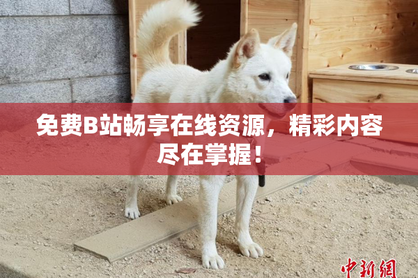 免费B站畅享在线资源，精彩内容尽在掌握！