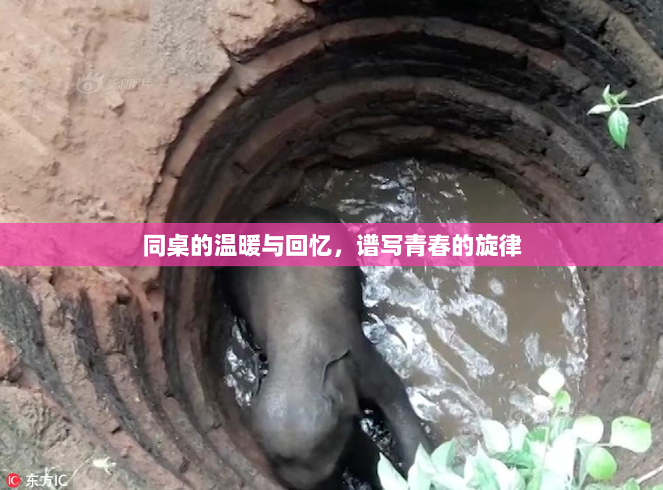 同桌的温暖与回忆，谱写青春的旋律