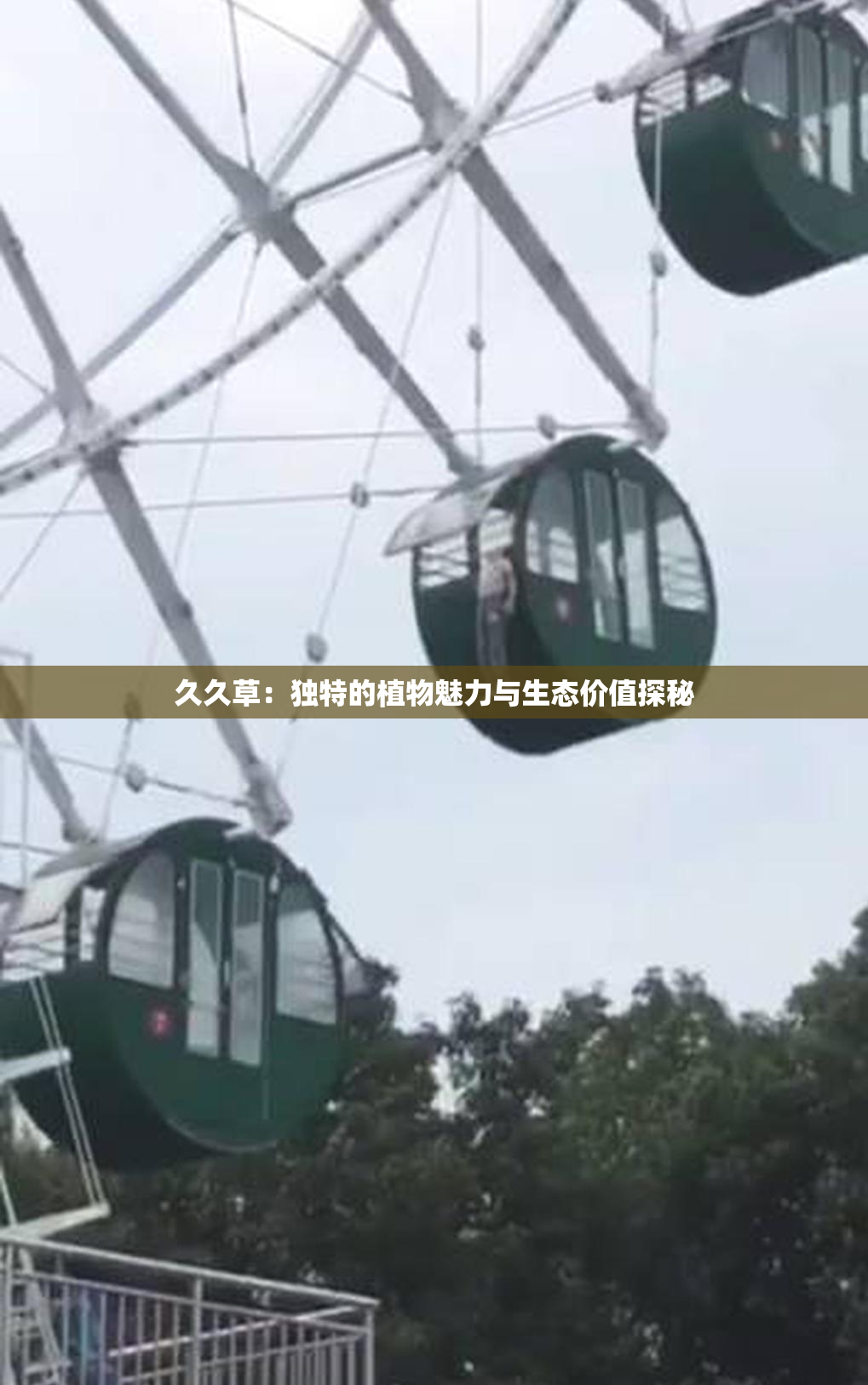 久久草：独特的植物魅力与生态价值探秘