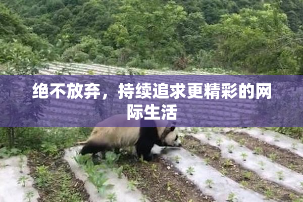 绝不放弃，持续追求更精彩的网际生活