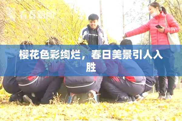 樱花色彩绚烂，春日美景引人入胜