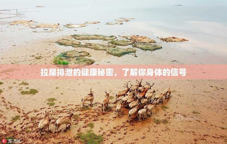 拉屎排泄的健康秘密，了解你身体的信号