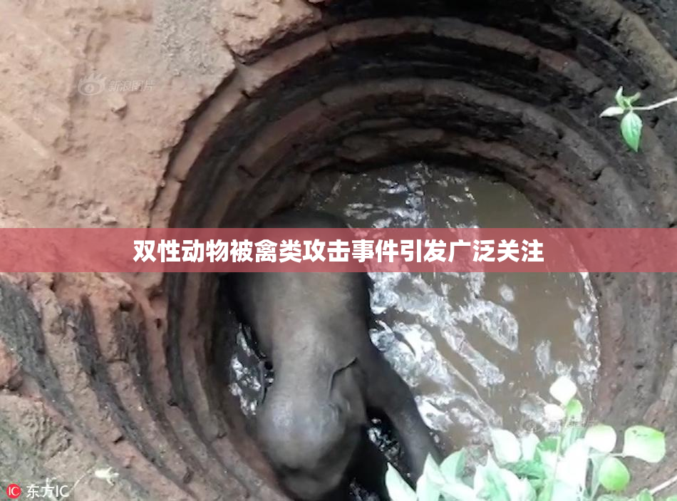 双性动物被禽类攻击事件引发广泛关注