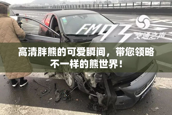 高清胖熊的可爱瞬间，带您领略不一样的熊世界！