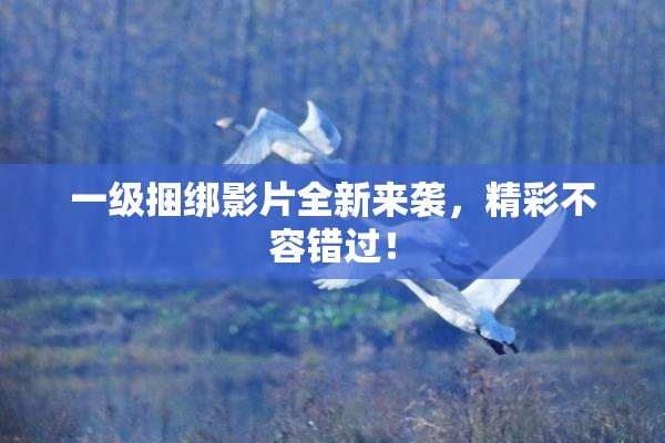 一级捆绑影片全新来袭，精彩不容错过！
