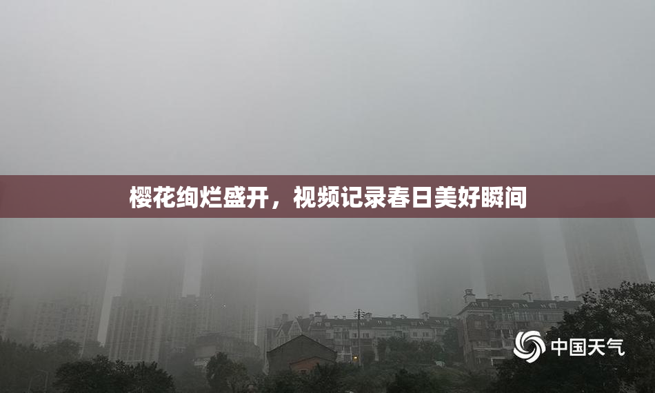 樱花绚烂盛开，视频记录春日美好瞬间