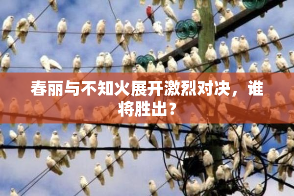 春丽与不知火展开激烈对决，谁将胜出？
